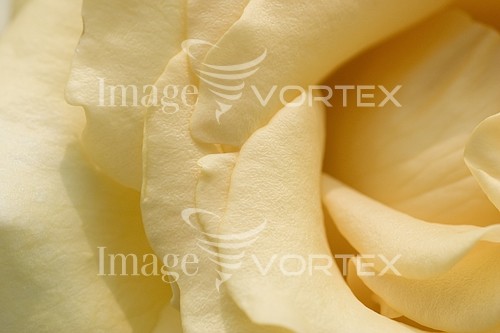Flower royalty free stock image #340852562