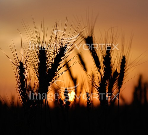 Industry / agriculture royalty free stock image #340560696