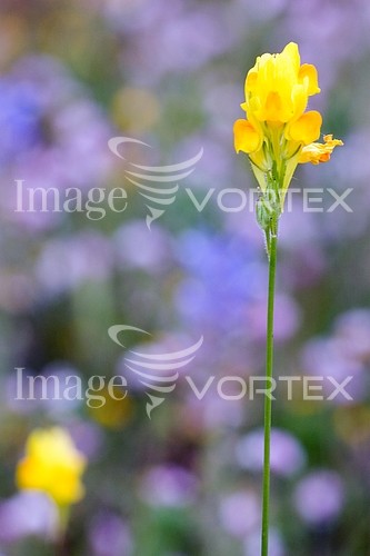 Flower royalty free stock image #341045787
