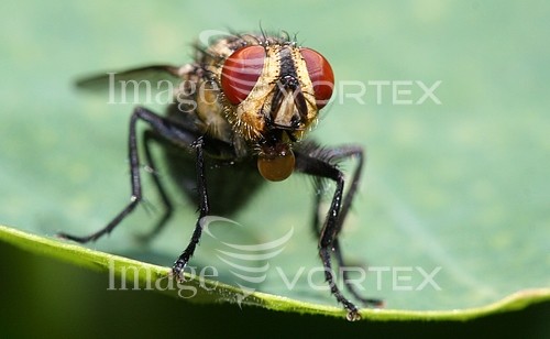 Insect / spider royalty free stock image #341101277