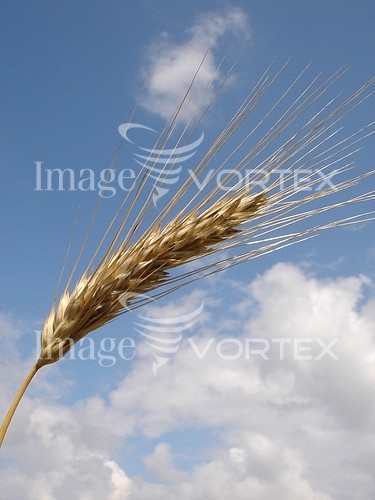 Industry / agriculture royalty free stock image #341739975