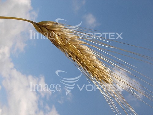 Industry / agriculture royalty free stock image #341873194