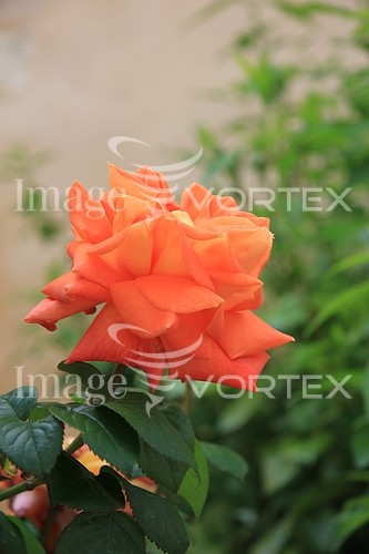 Flower royalty free stock image #342107750