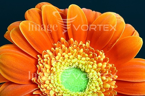 Flower royalty free stock image #343278356
