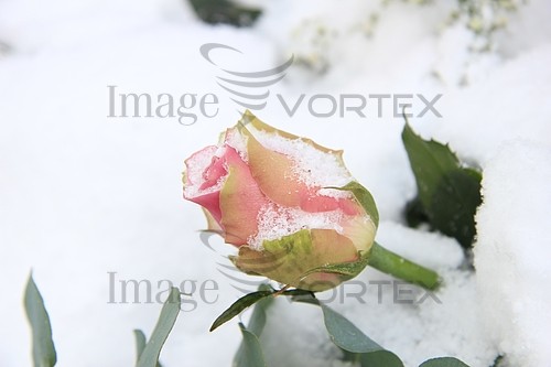 Flower royalty free stock image #343422619