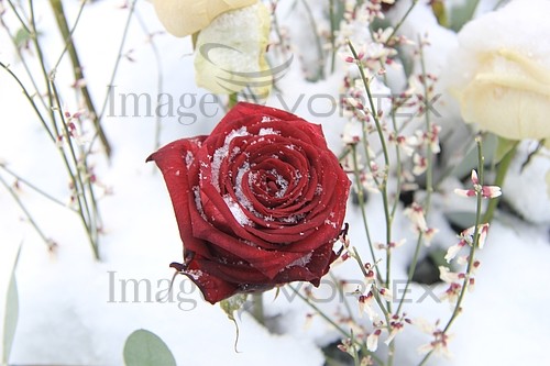 Flower royalty free stock image #343931701