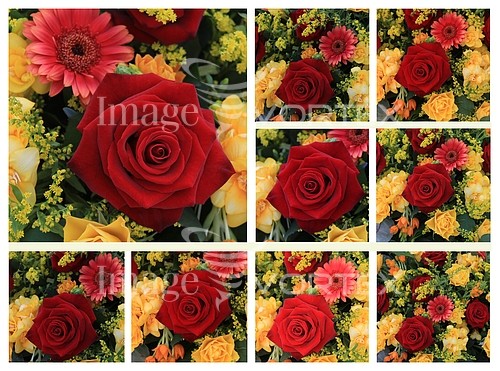 Flower royalty free stock image #343217209