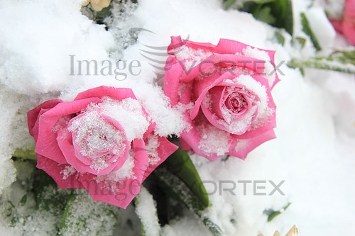 Flower royalty free stock image #343320592