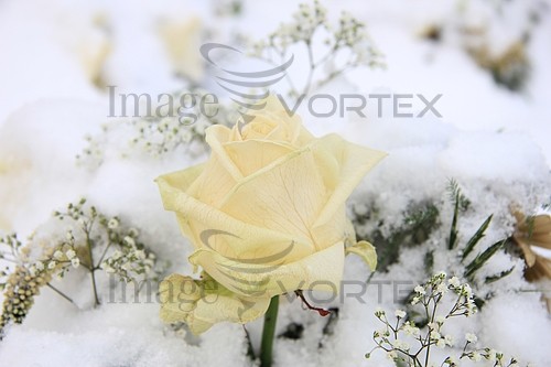 Flower royalty free stock image #343597217