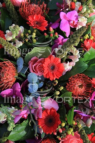 Flower royalty free stock image #344213004