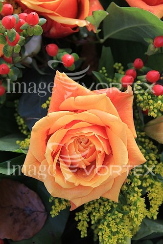 Flower royalty free stock image #344403426