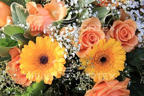 Flower royalty free stock image #344543856
