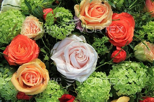 Flower royalty free stock image #344267151