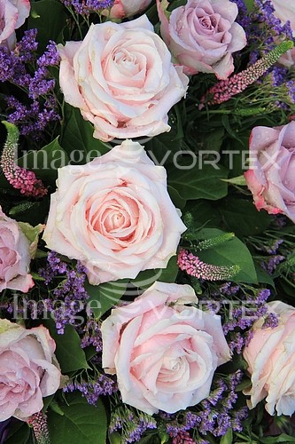 Flower royalty free stock image #344501373