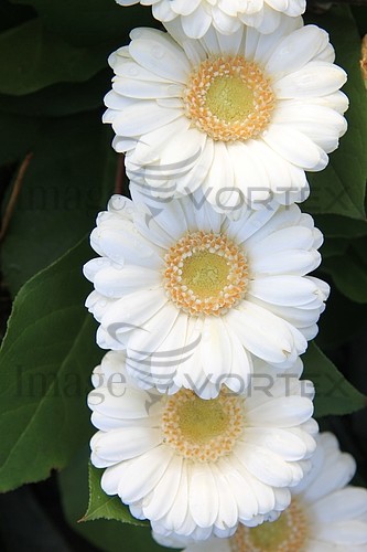 Flower royalty free stock image #344571180
