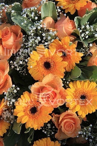 Flower royalty free stock image #344242488