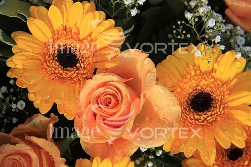 Flower royalty free stock image #344252604