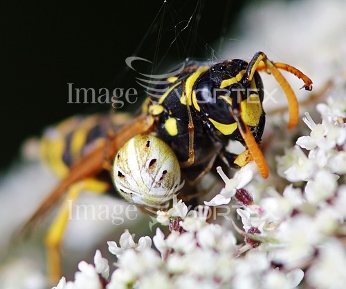 Insect / spider royalty free stock image #345124018