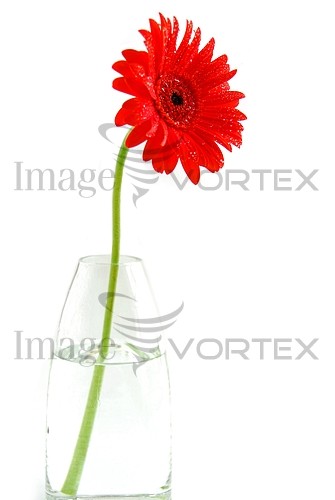 Flower royalty free stock image #348533621