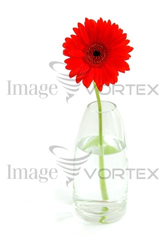 Flower royalty free stock image #348656213