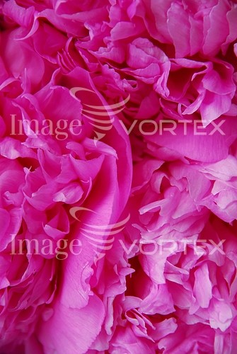 Flower royalty free stock image #348904892