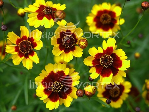 Flower royalty free stock image #351022190