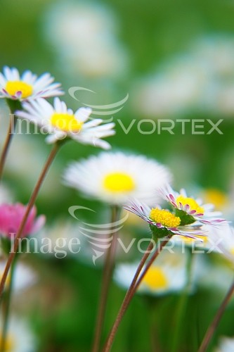 Flower royalty free stock image #351895036