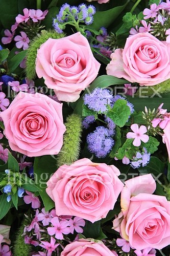 Flower royalty free stock image #352535296
