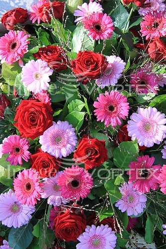 Flower royalty free stock image #352815480