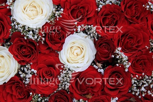 Flower royalty free stock image #352901438