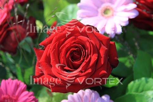 Flower royalty free stock image #352800213