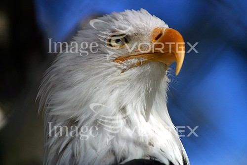 Bird royalty free stock image #353057838