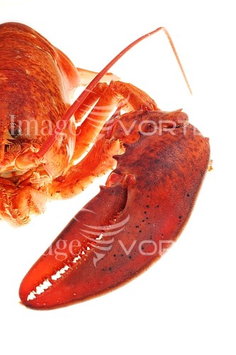 Food / drink royalty free stock image #353542084