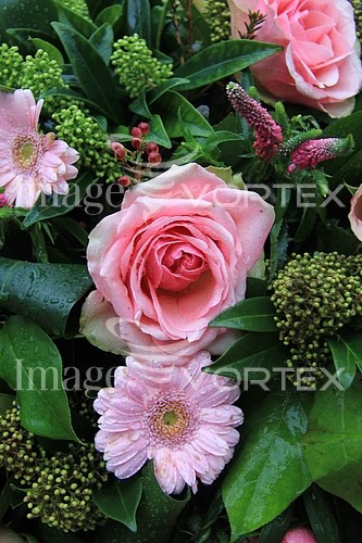Flower royalty free stock image #353308367