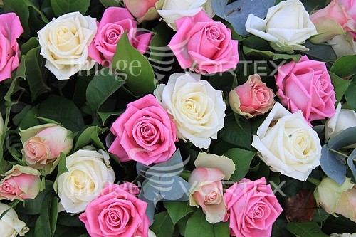 Flower royalty free stock image #353428164