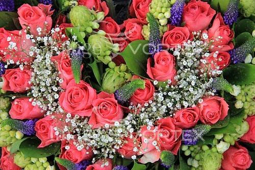 Flower royalty free stock image #353390228
