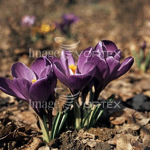 Flower royalty free stock image #354550102