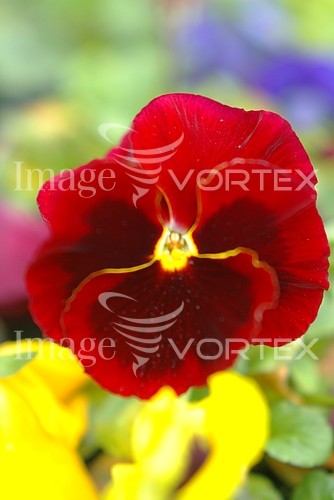 Flower royalty free stock image #354856106