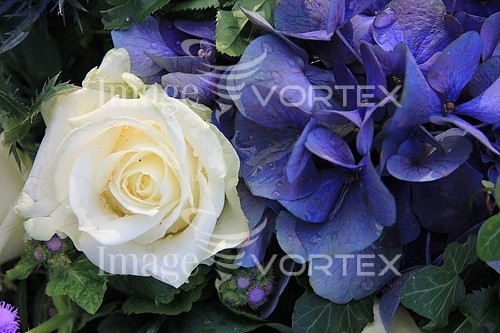 Flower royalty free stock image #354725990