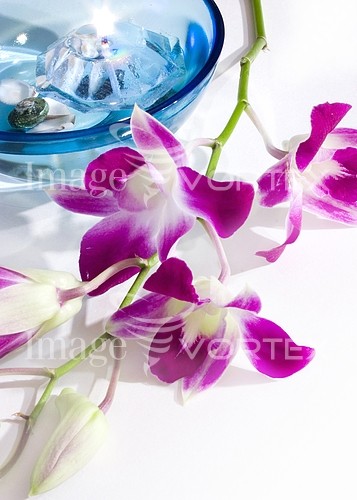 Flower royalty free stock image #355921713