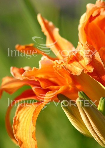 Flower royalty free stock image #355818549