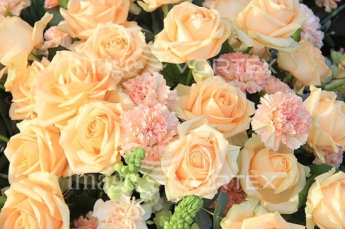 Flower royalty free stock image #355998227