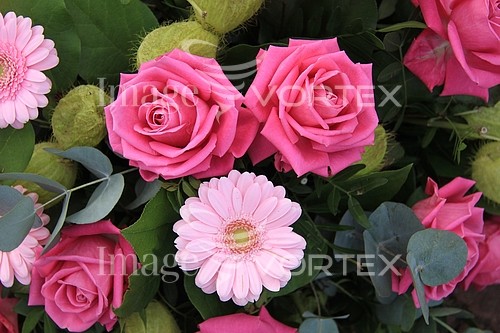 Flower royalty free stock image #355272257