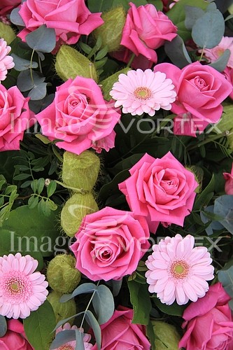 Flower royalty free stock image #355879884