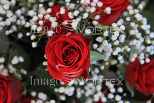 Flower royalty free stock image #355721200