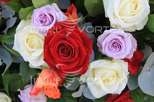 Flower royalty free stock image #355780647