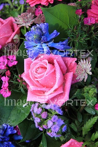 Flower royalty free stock image #355974950