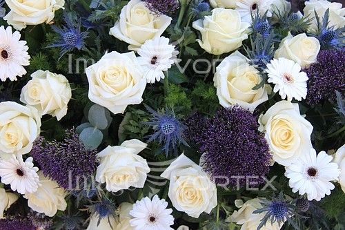 Flower royalty free stock image #355743950