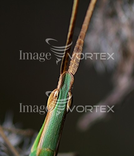 Insect / spider royalty free stock image #356524629