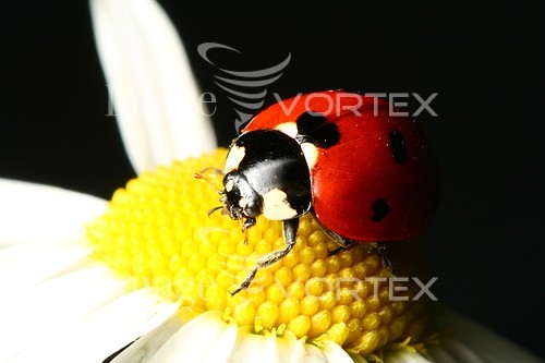 Insect / spider royalty free stock image #356947986